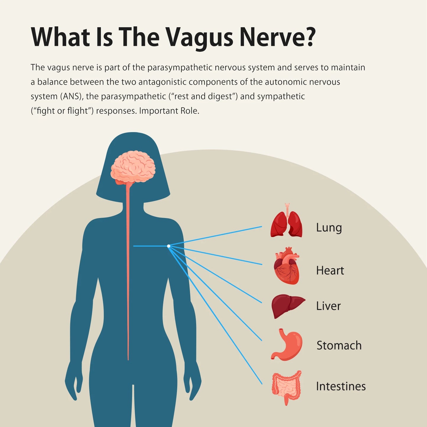ZenoWell Vita Vagus Nerve Stimulator for Deep Sleep and Calm